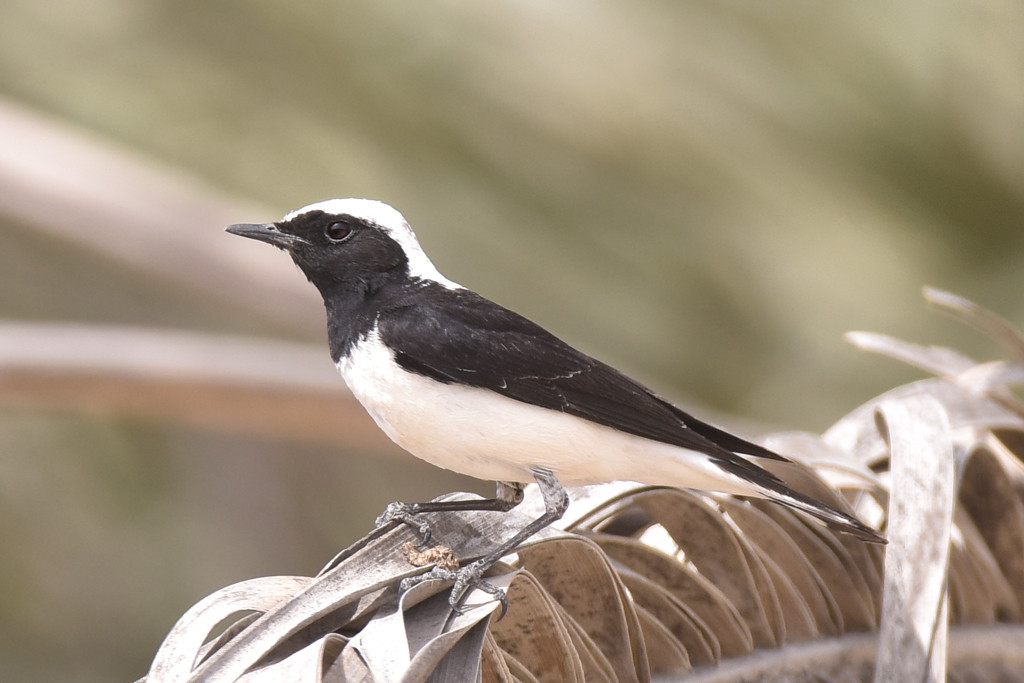 image Finsch's Wheatear